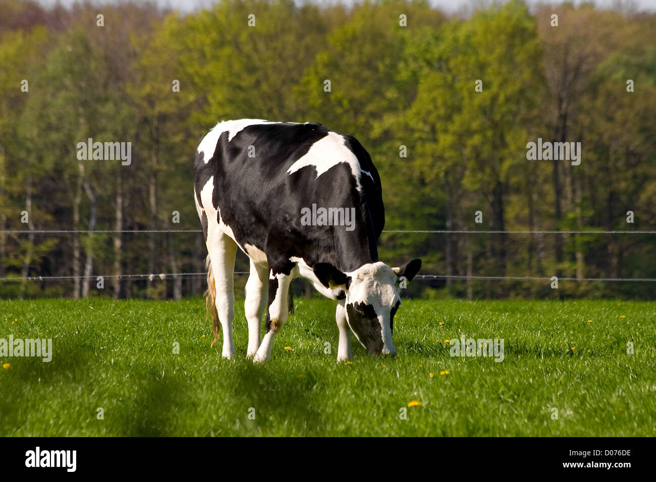 Black and white Dutch cow in grass field Stock Photo - Alamy