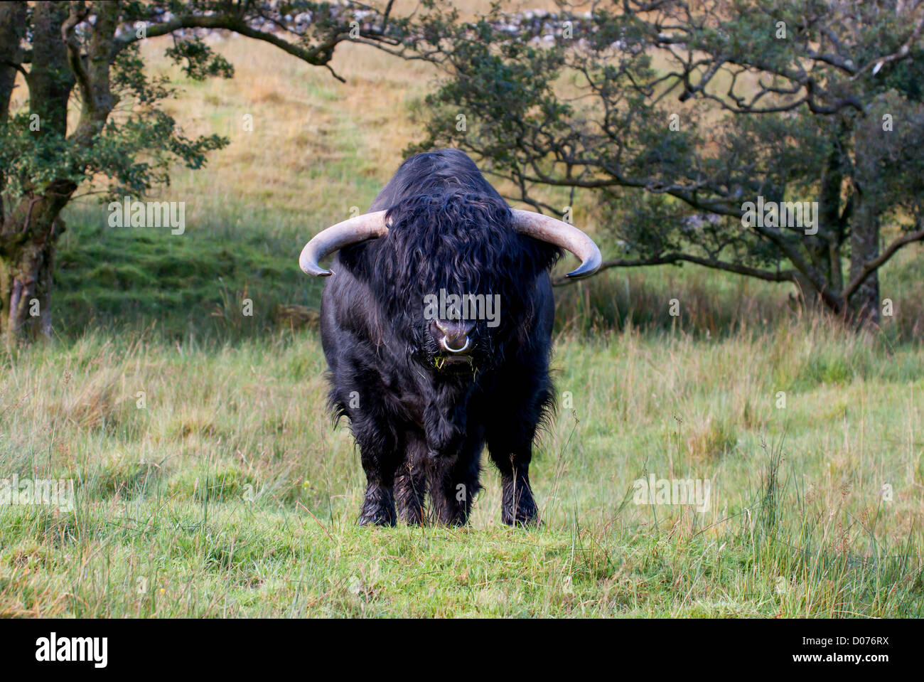 A Large Black Highland Bull Standing In An Aggressive Stance In A Field In The Scottish Highlands Stock Photo Alamy