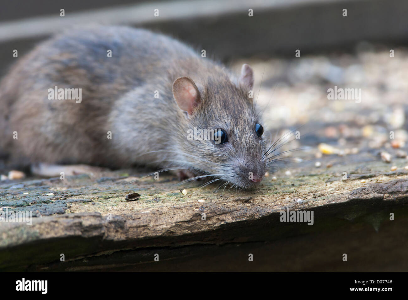Common Rat. Rattus norvegicus (Rodentia) Pest Rodent Stock Photo