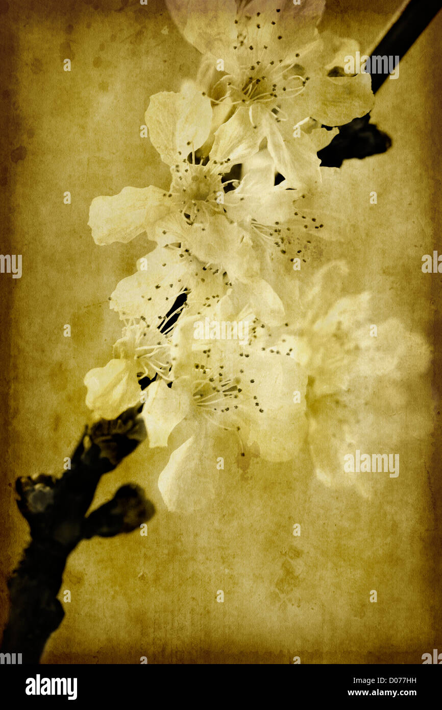 Japanese flowers old photo hi-res stock photography and images - Alamy