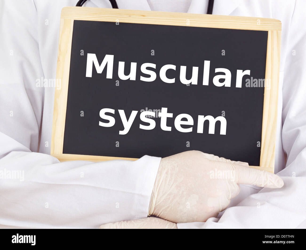 Doctor shows information: muscular system Stock Photo