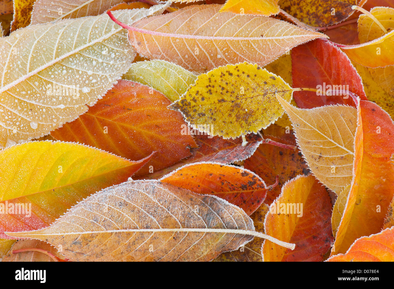 Winter frost on a bed of autumn leaves Stock Photo