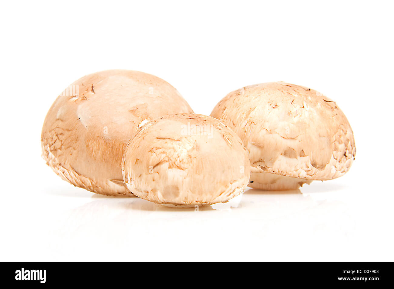 Three fresh chestnut mushrooms isolated on white background Stock Photo