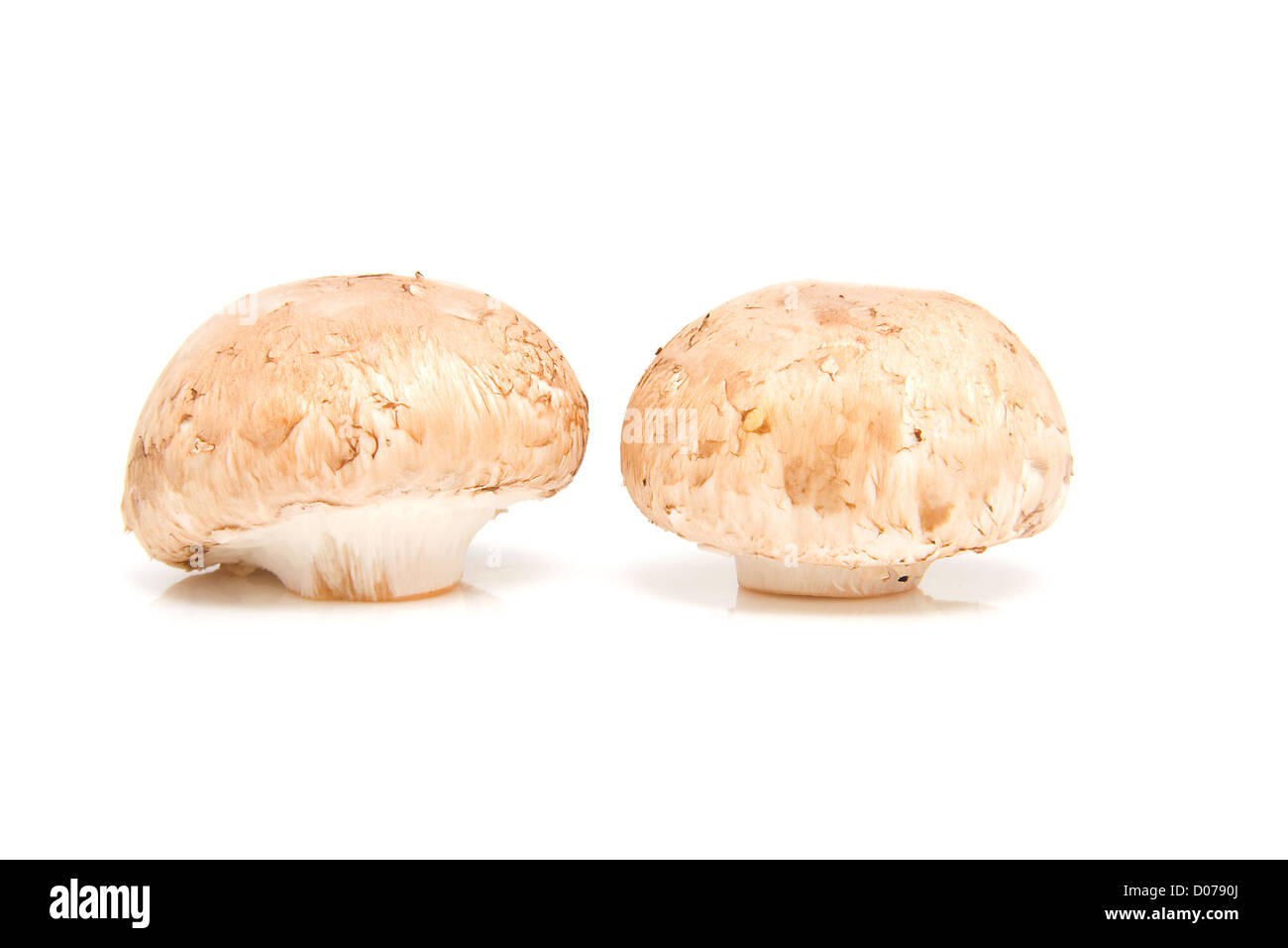 Two fresh chestnut mushrooms isolated on white background Stock Photo