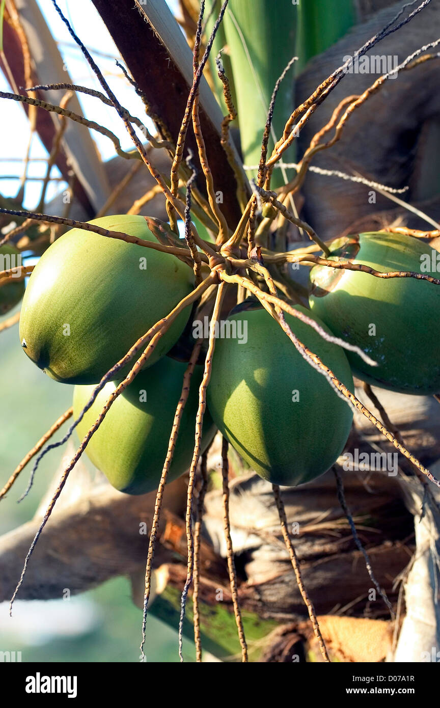 Closeup of bunch of green coconuts in a palm tree on the Caribbean
