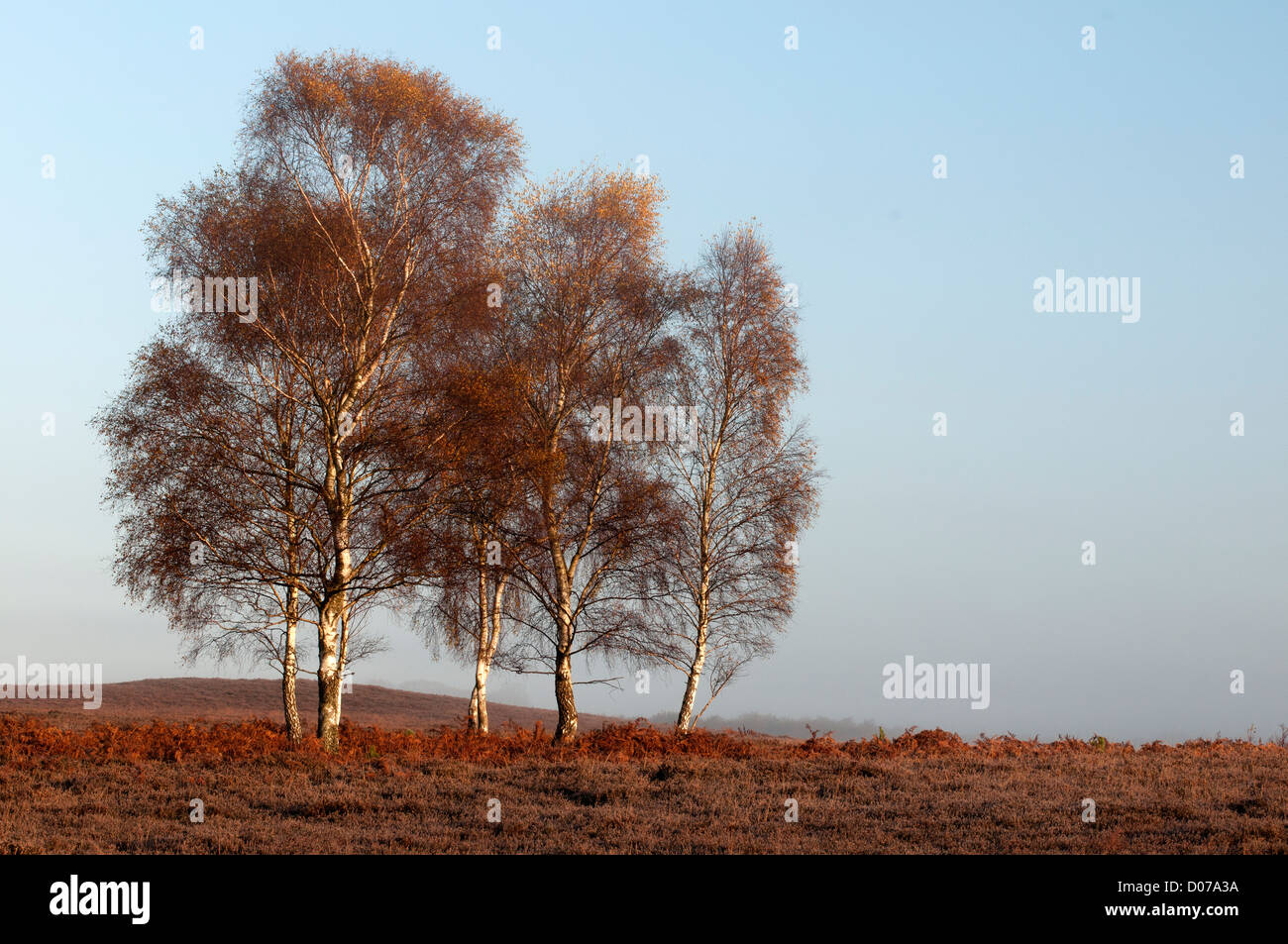 Shatterford Bottom The New Forest Hampshire England UK Stock Photo Alamy