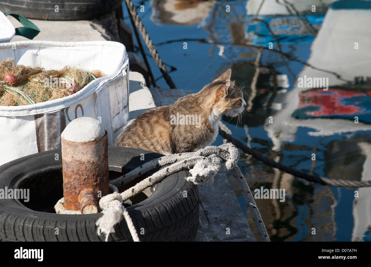 Cat on the waterfront watching fish swim in the harbour at Paphos Cyprus Stock Photo