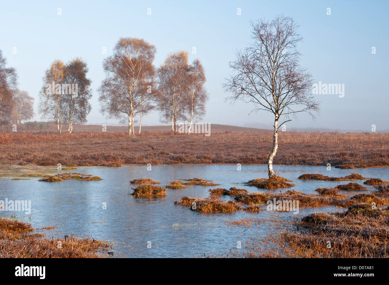 Shatterford Bottom The New Forest Hampshire England UK Stock Photo Alamy