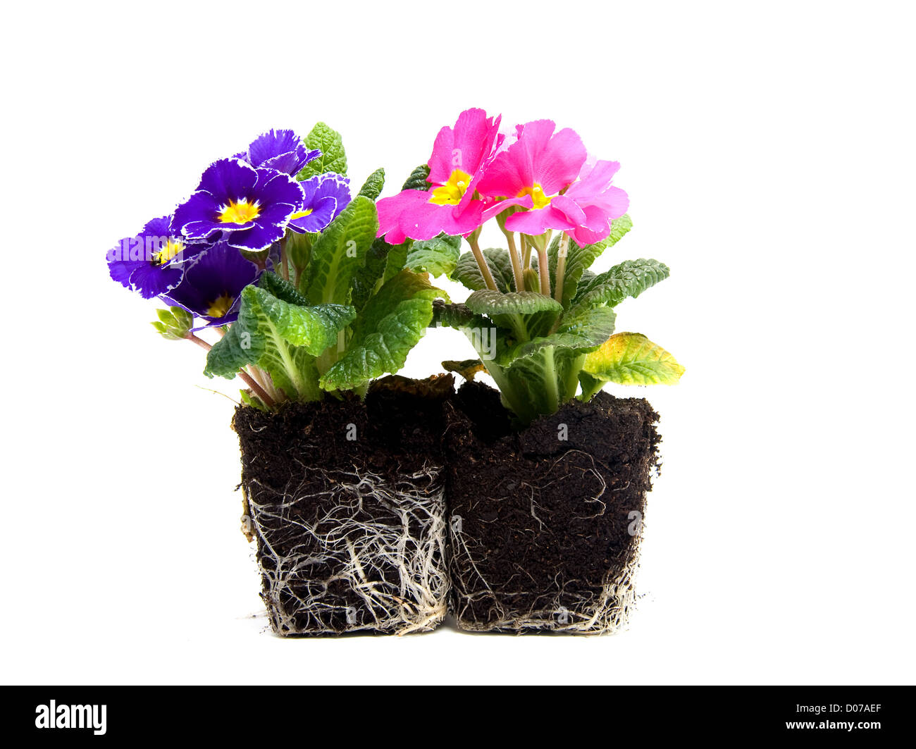 Pink and purple primula flower in garden soil over white background Stock Photo