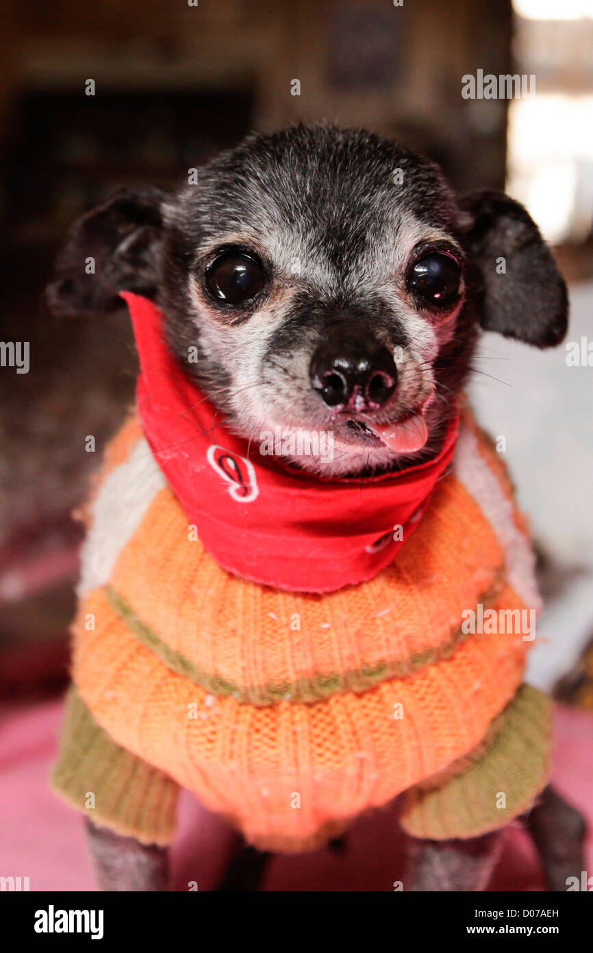 Toothless old dog hires stock photography and images Alamy