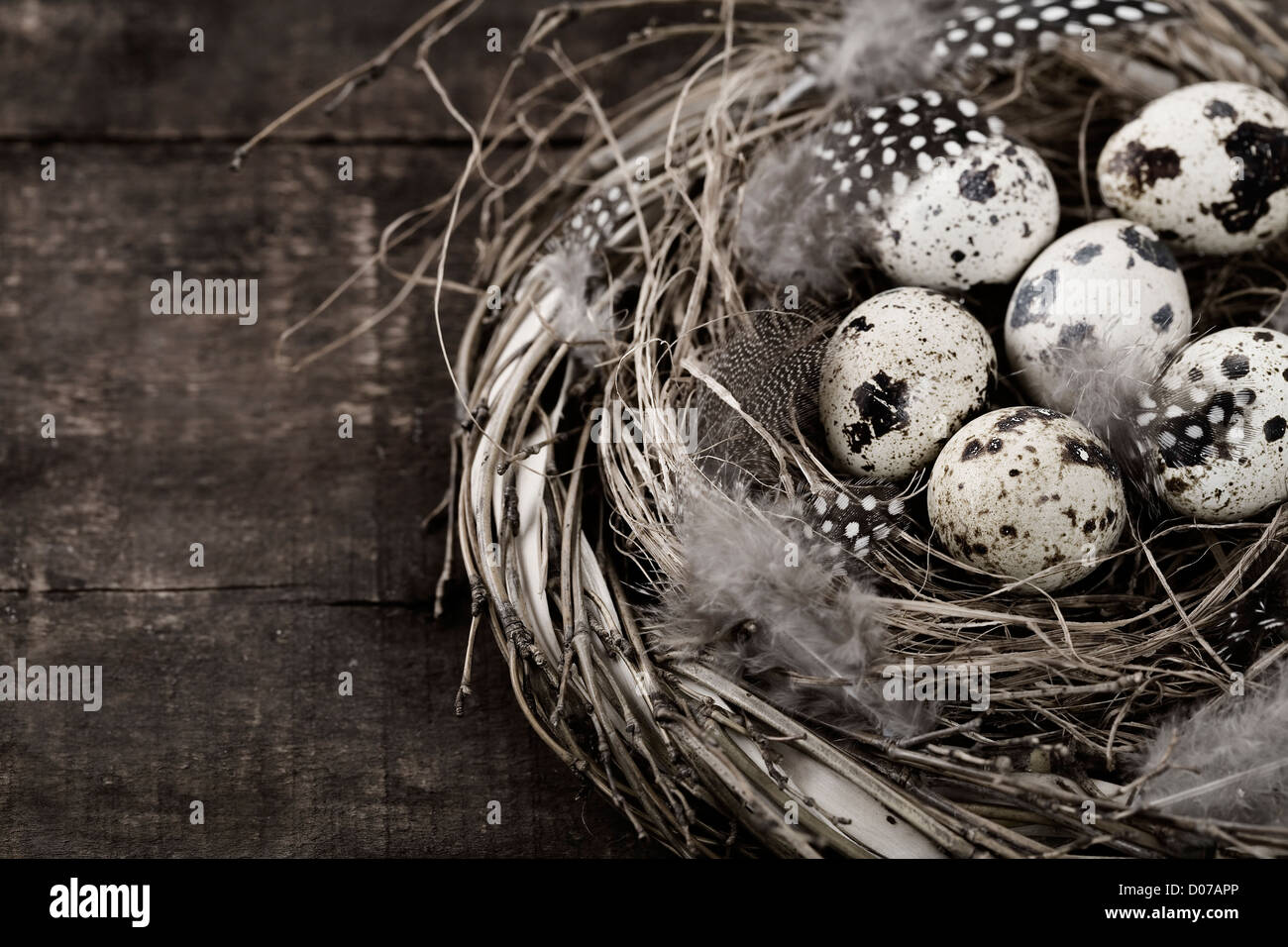 Birds nest with eggs (easter composition Stock Photo - Alamy