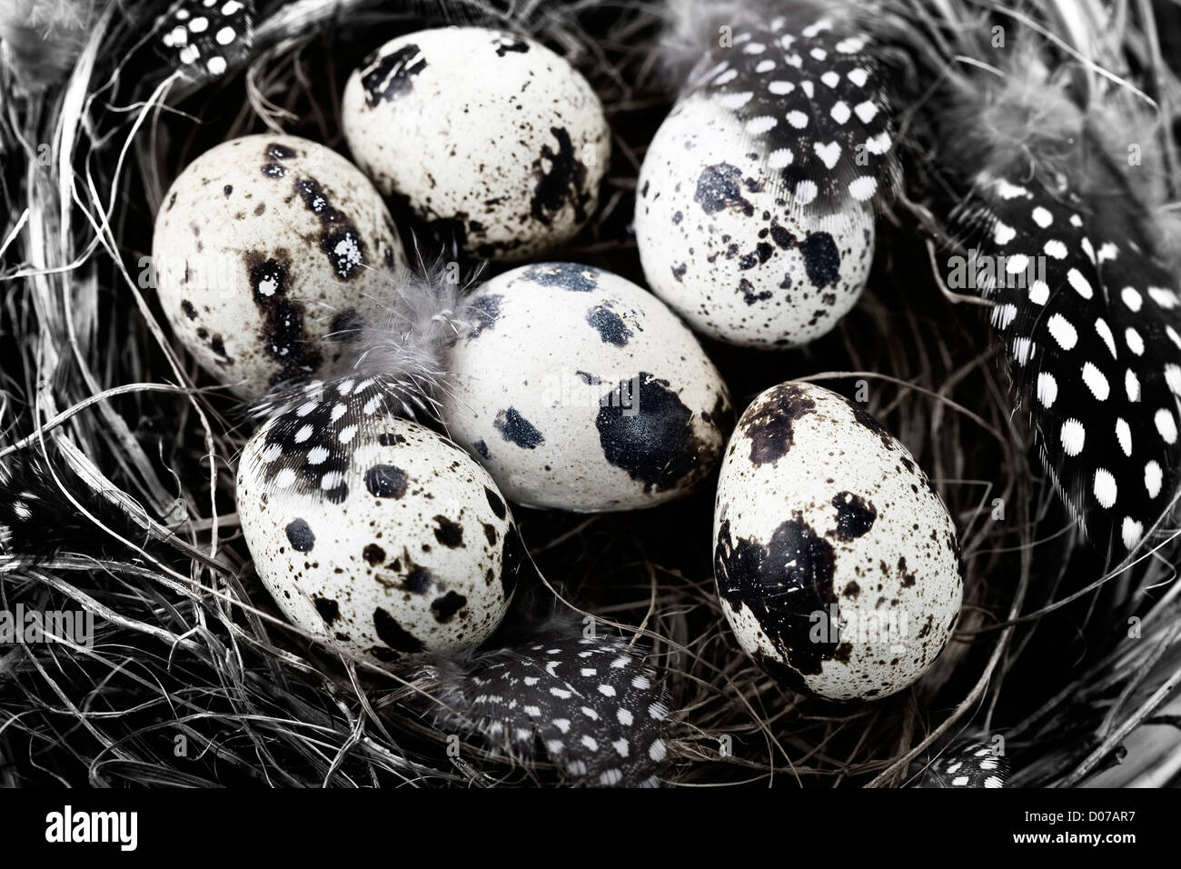 Birds nest with eggs (easter composition) Stock Photo