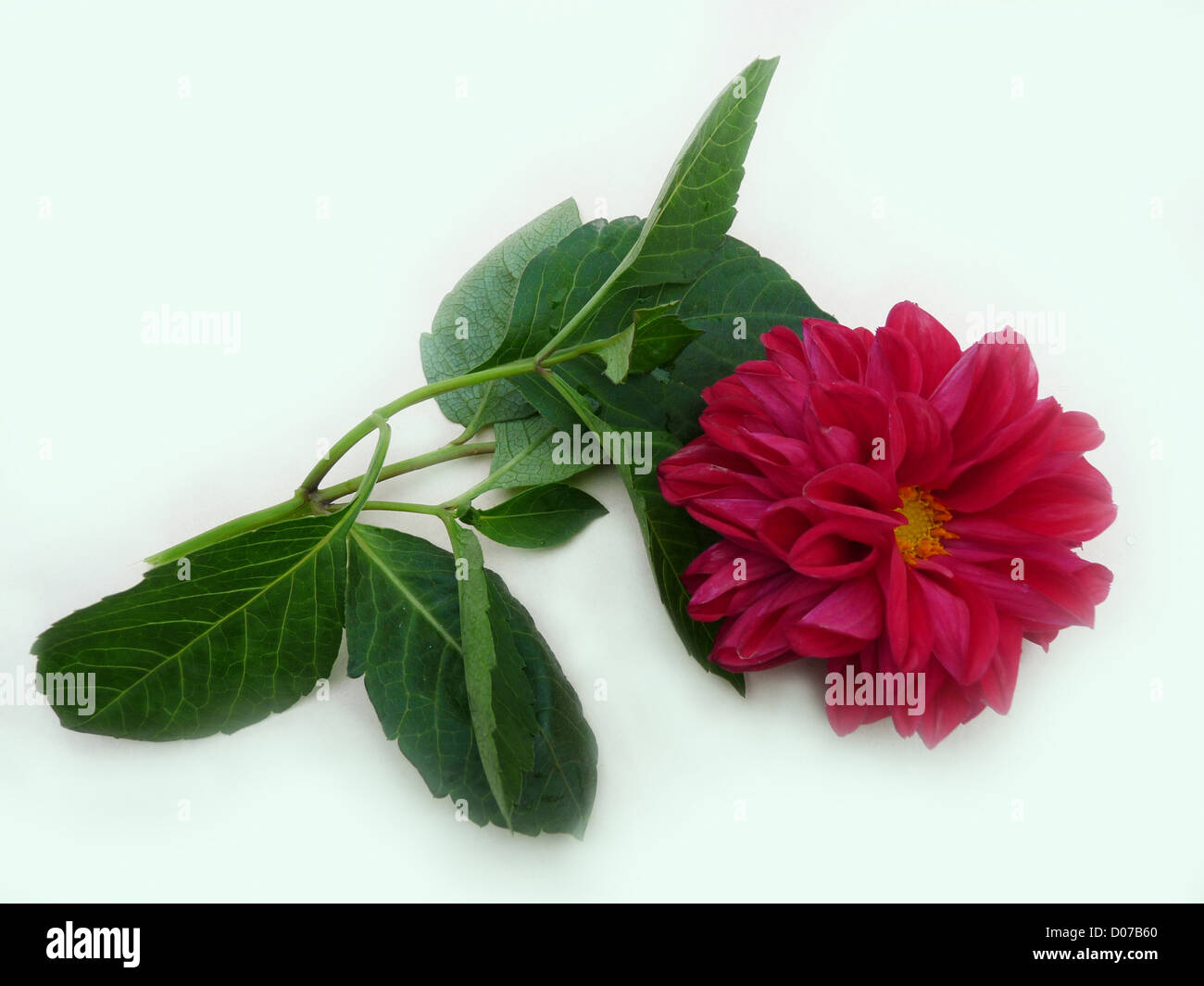 flower; dahlia; one magenta; red; green; leaves; autumn; plants; flora; composition; gift; greeting; isolated; light background; Stock Photo