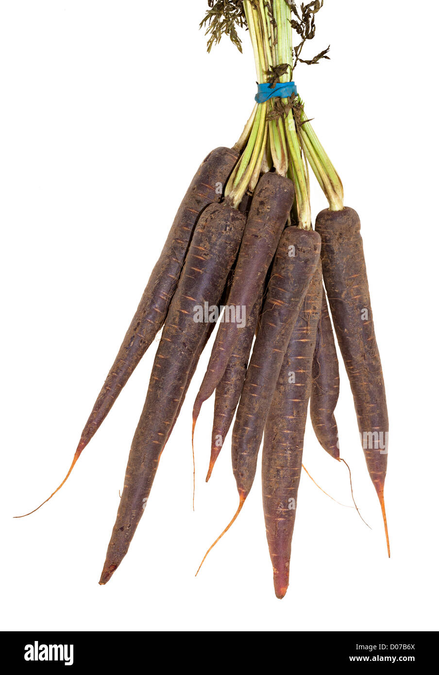 Natural colour purple carrots, UK Stock Photo