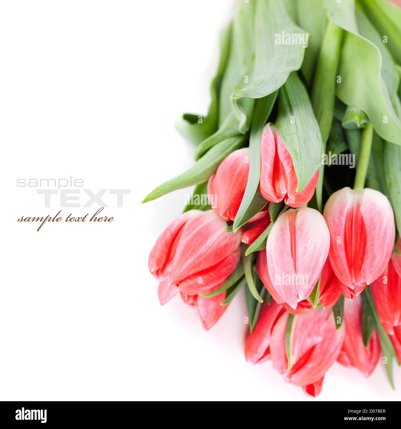 Pink tulips on white background (with sample text Stock Photo - Alamy