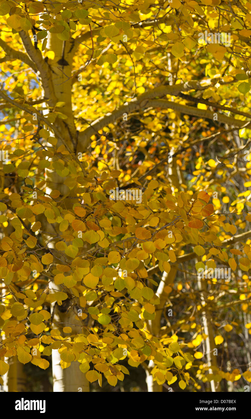 Quaking Aspen, Populus tremuloides in fall colors on a windy day in