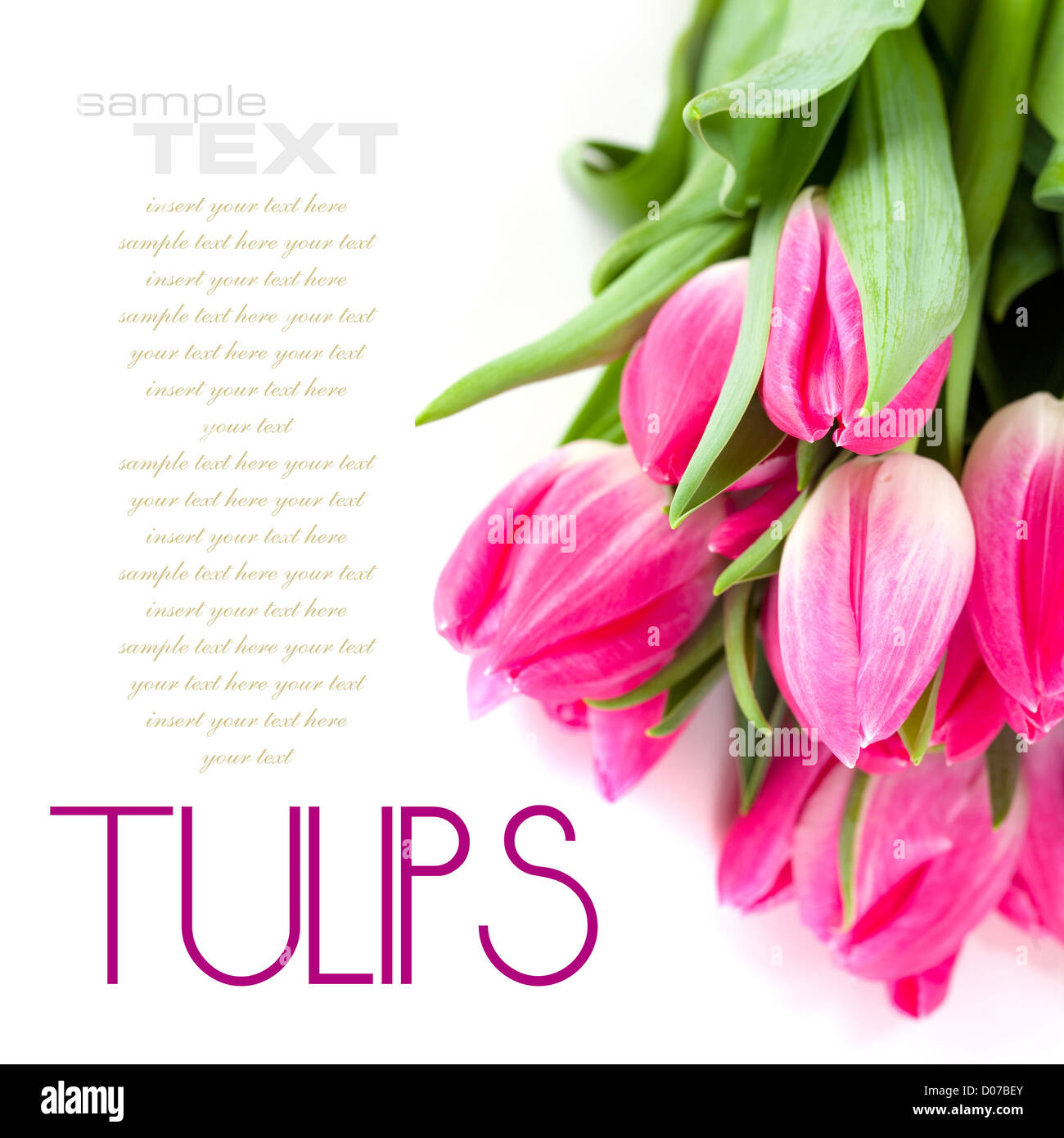 Pink tulips on white background (with sample text Stock Photo - Alamy