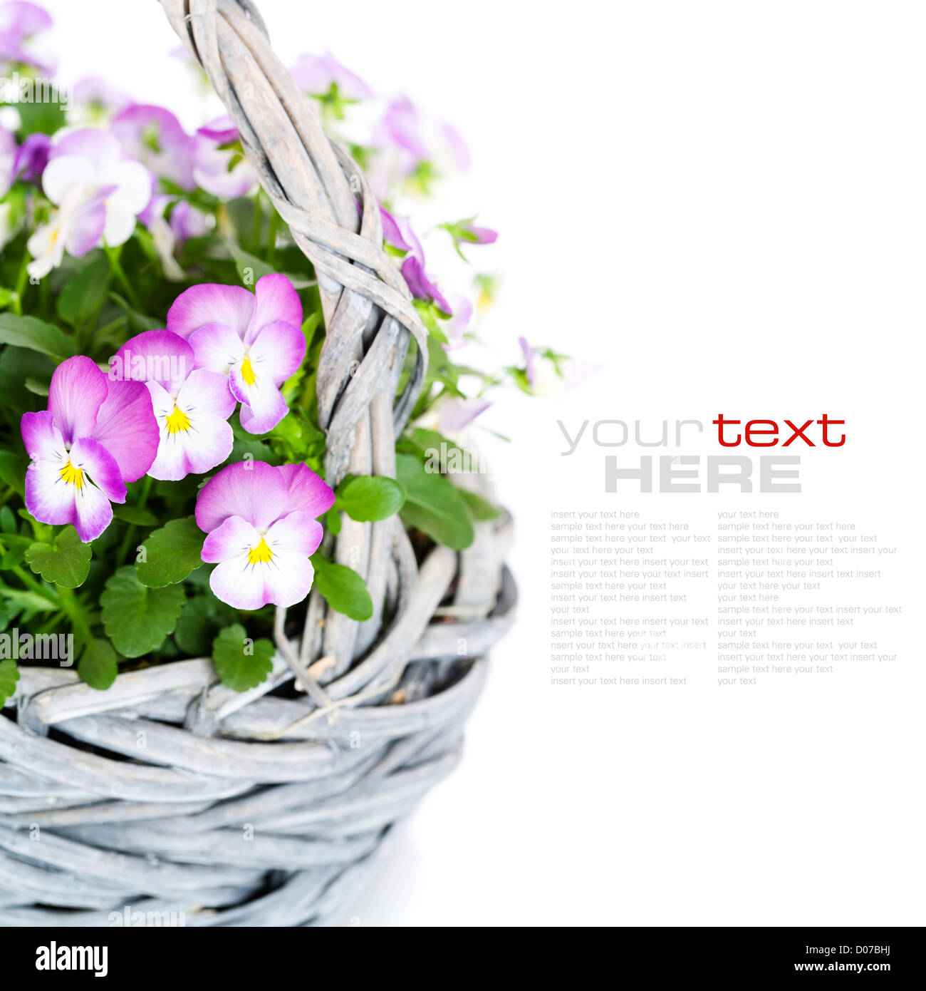 viola flowers Stock Photo