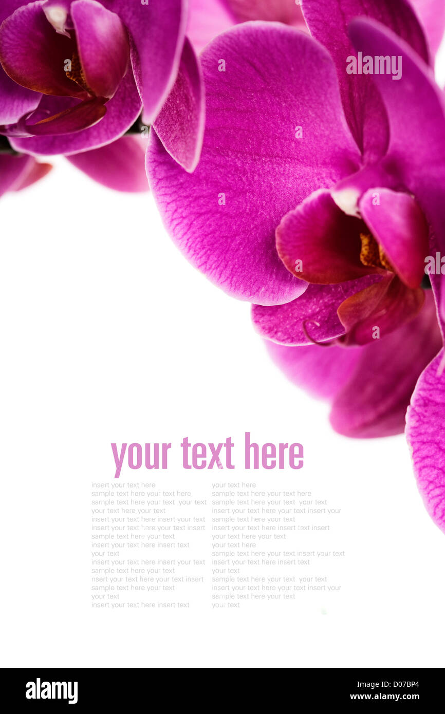Fresh orchids over white background with sample text Stock Photo - Alamy