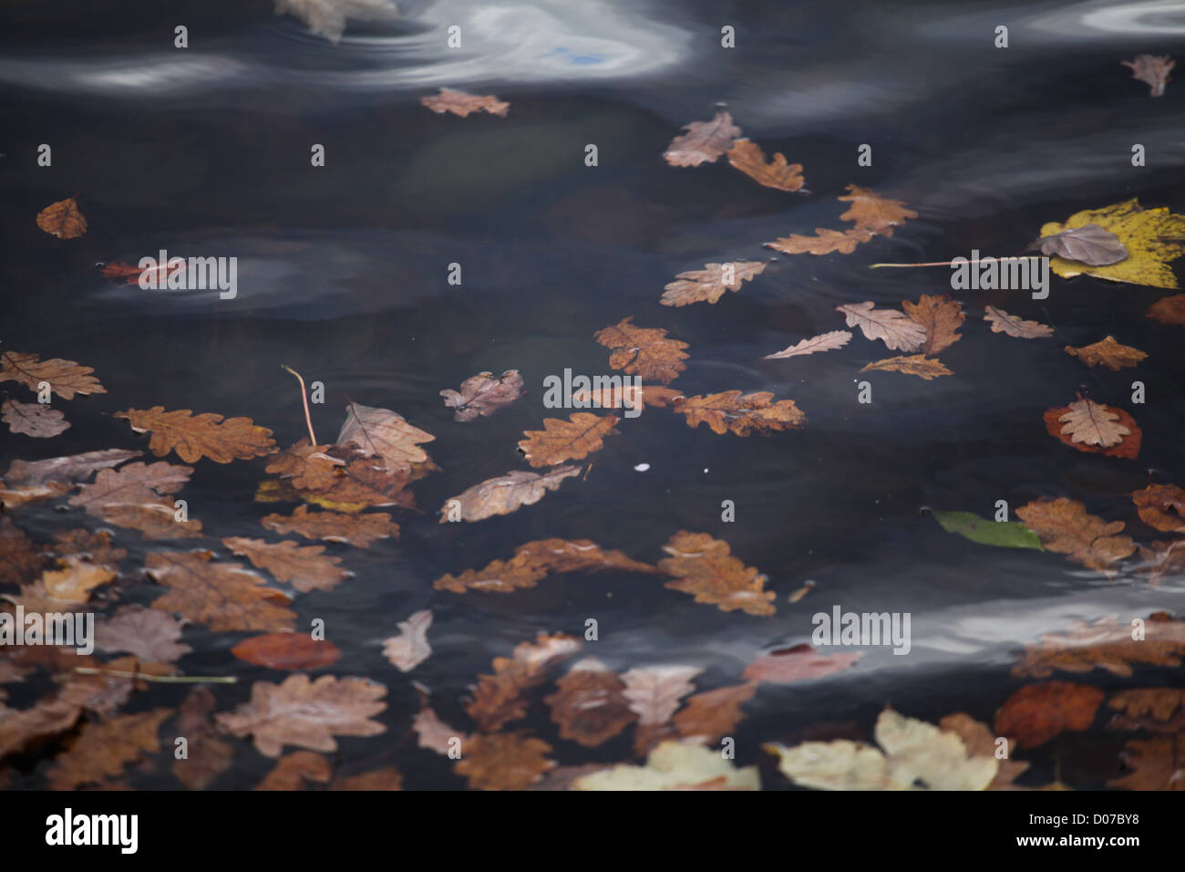 Autumn Leaves floating in a lake Stock Photo - Alamy