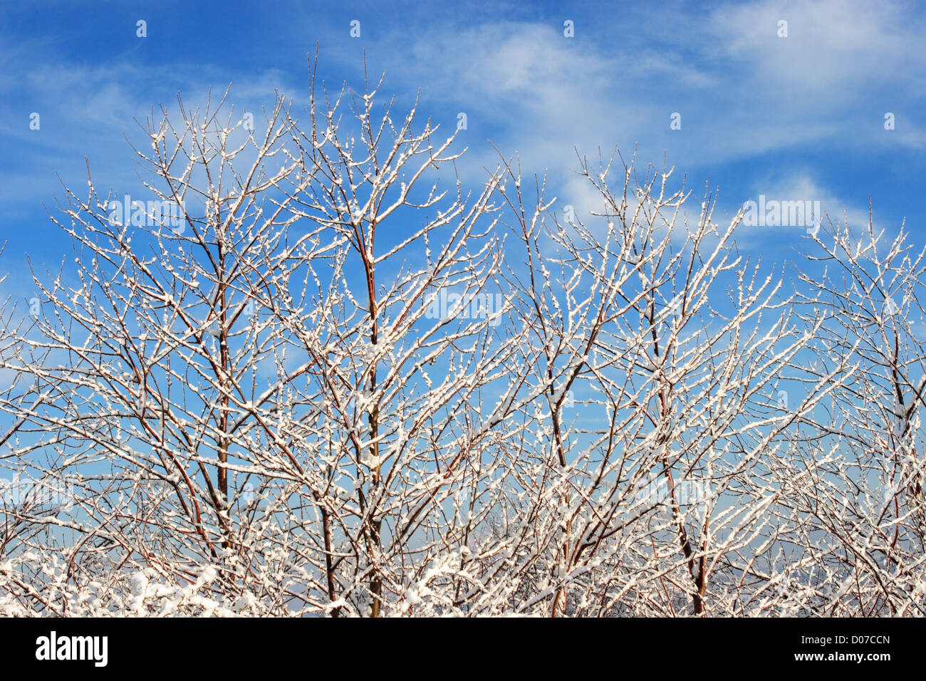 Tree branches covered with snow against a blue sky north east England UK Stock Photo