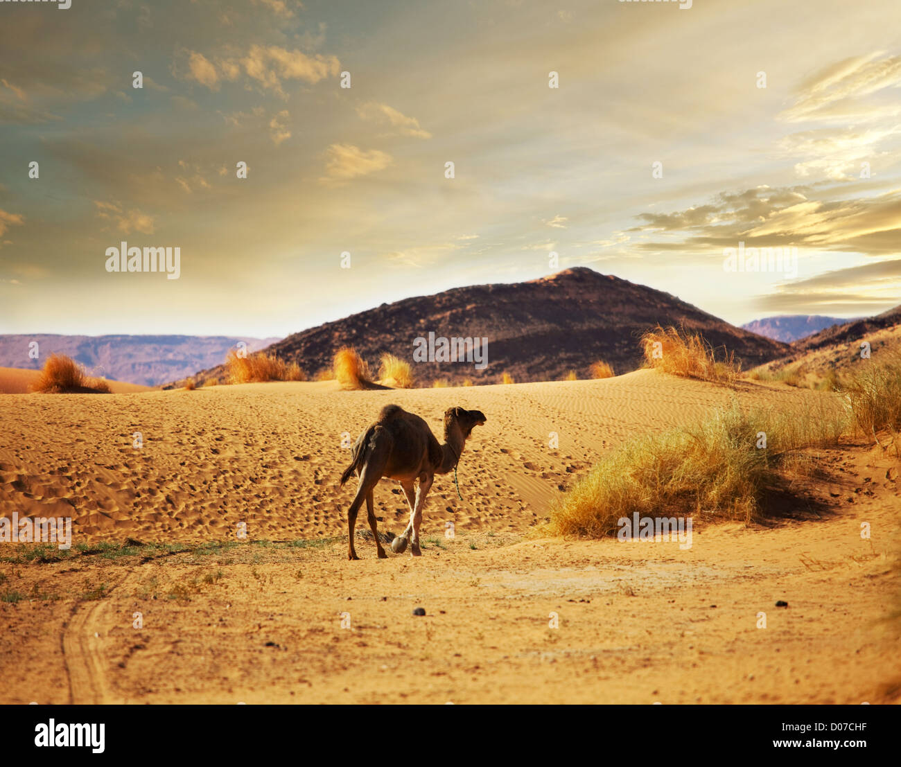 Camel at sunset Stock Photo - Alamy
