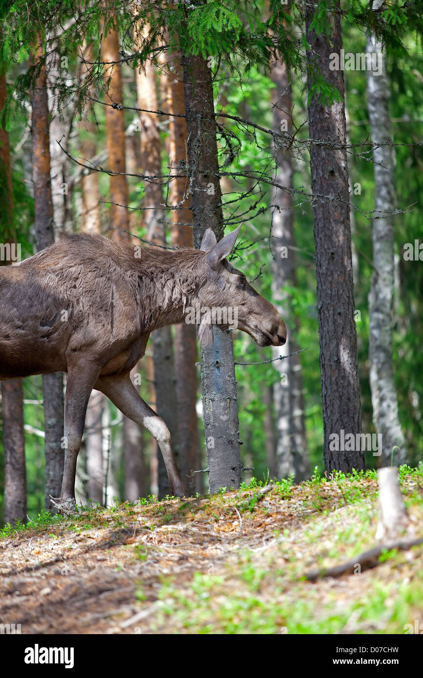 Norwegian Moose Stock Photo