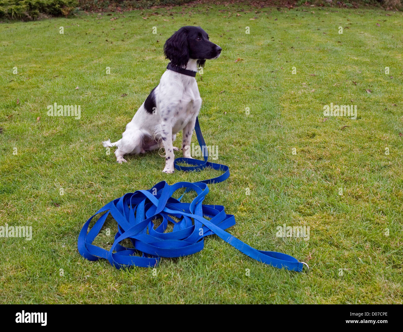 springer spaniel dog sitting with long training lead attached Stock ...