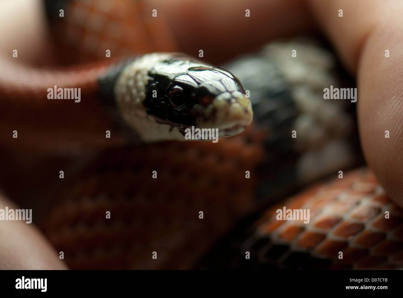 Female pet milk snake being handled in the studio Stock Photo Alamy