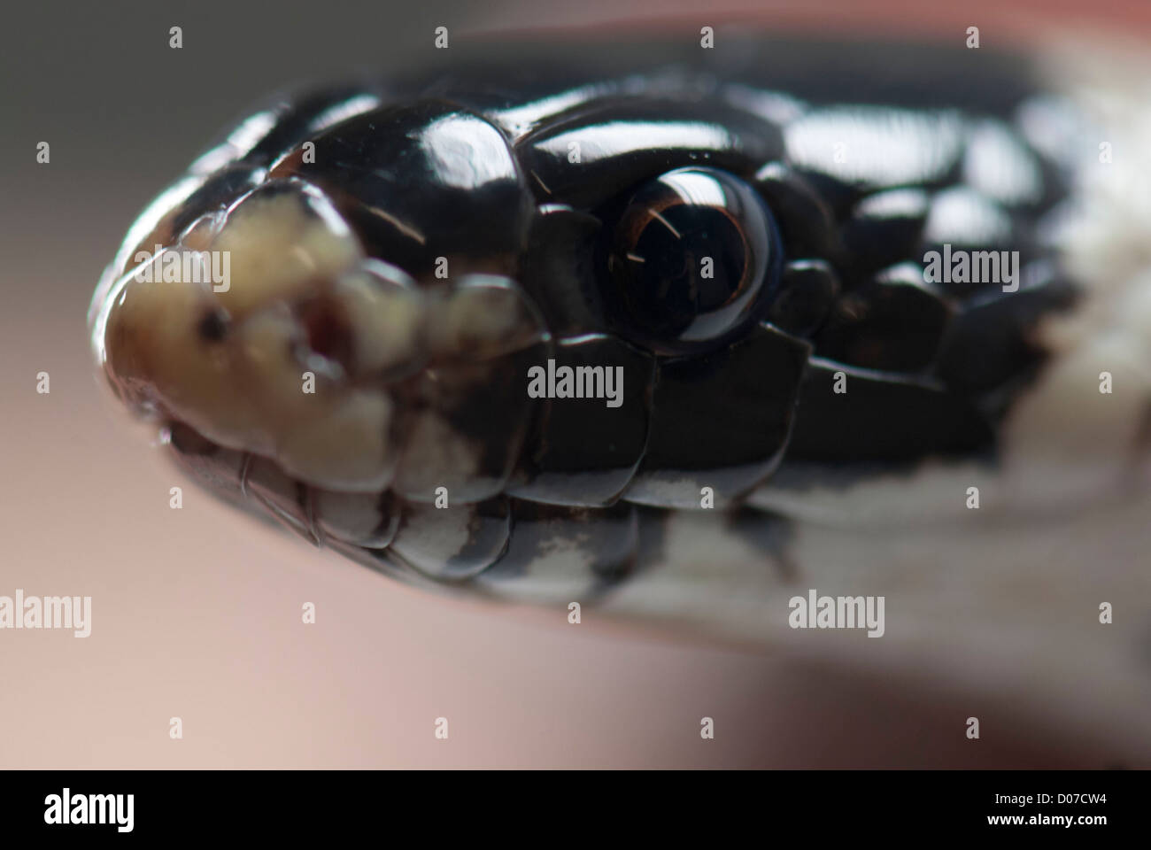 Female pet milk snake looking at the viewer Stock Photo