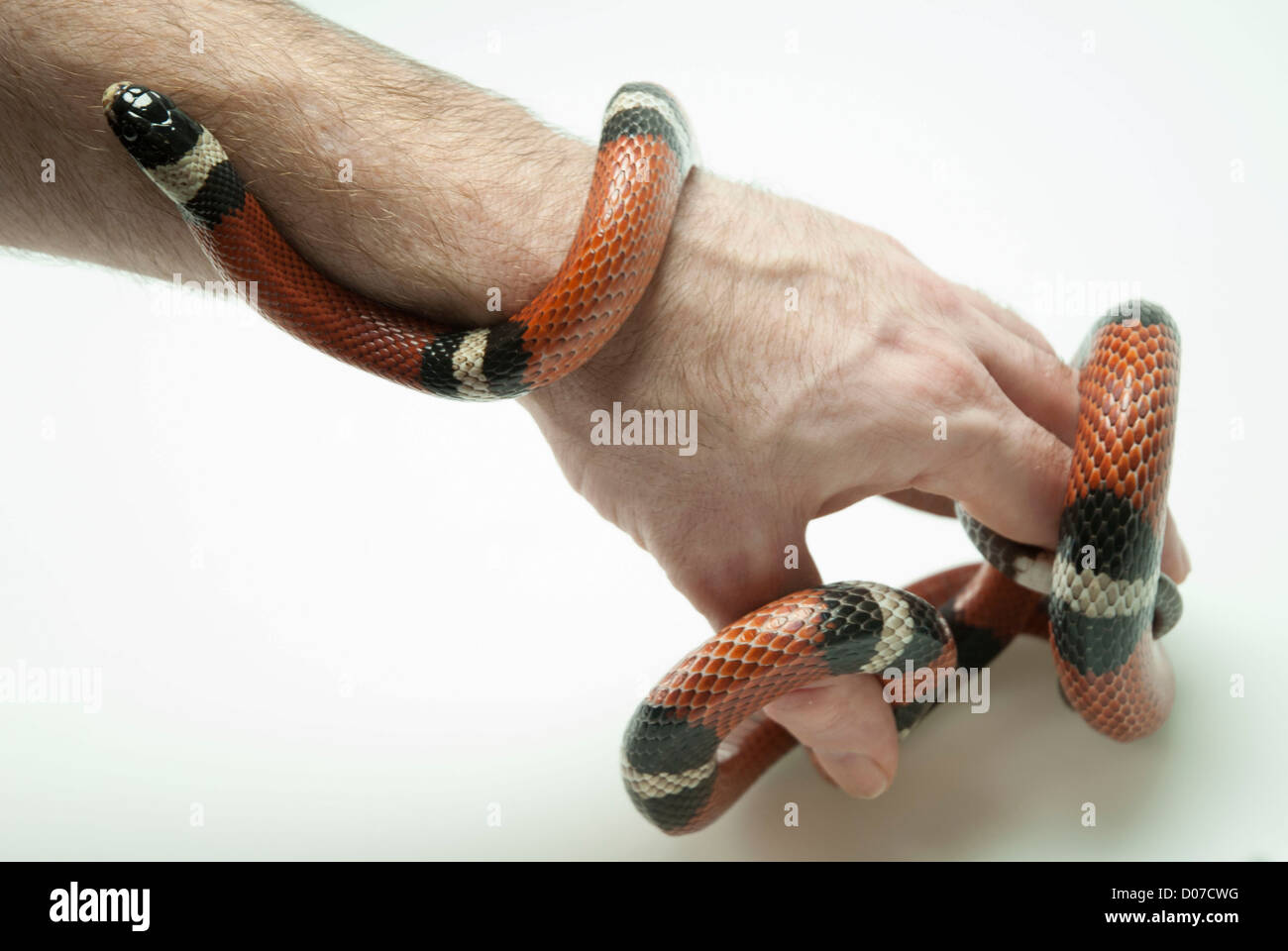 Female pet milk snake being handled by man in the studio Stock Photo