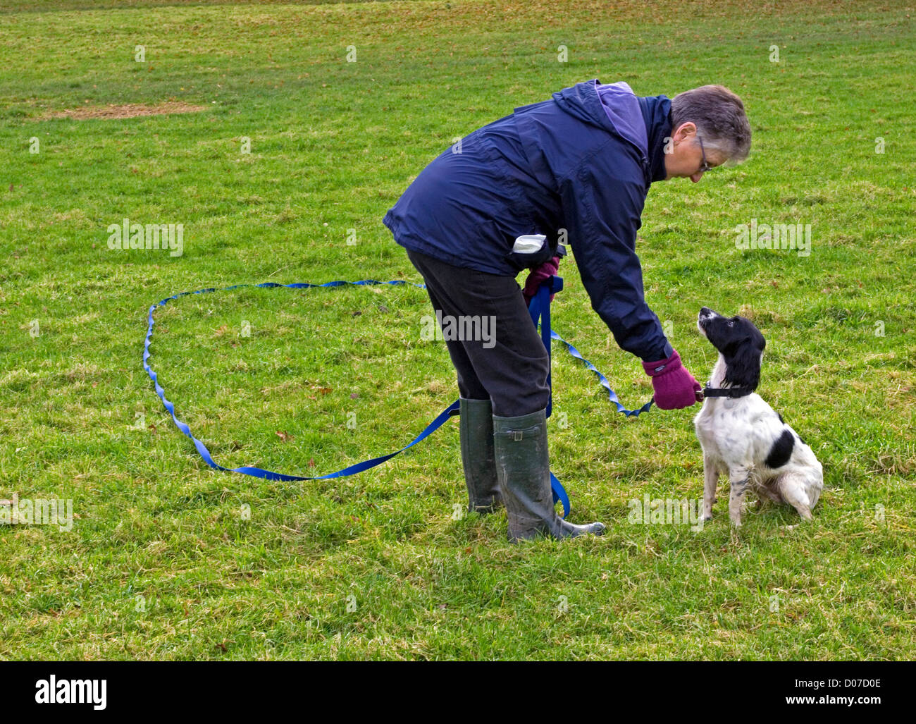 woman training a young springer spaniel on a long training lead Stock Photo