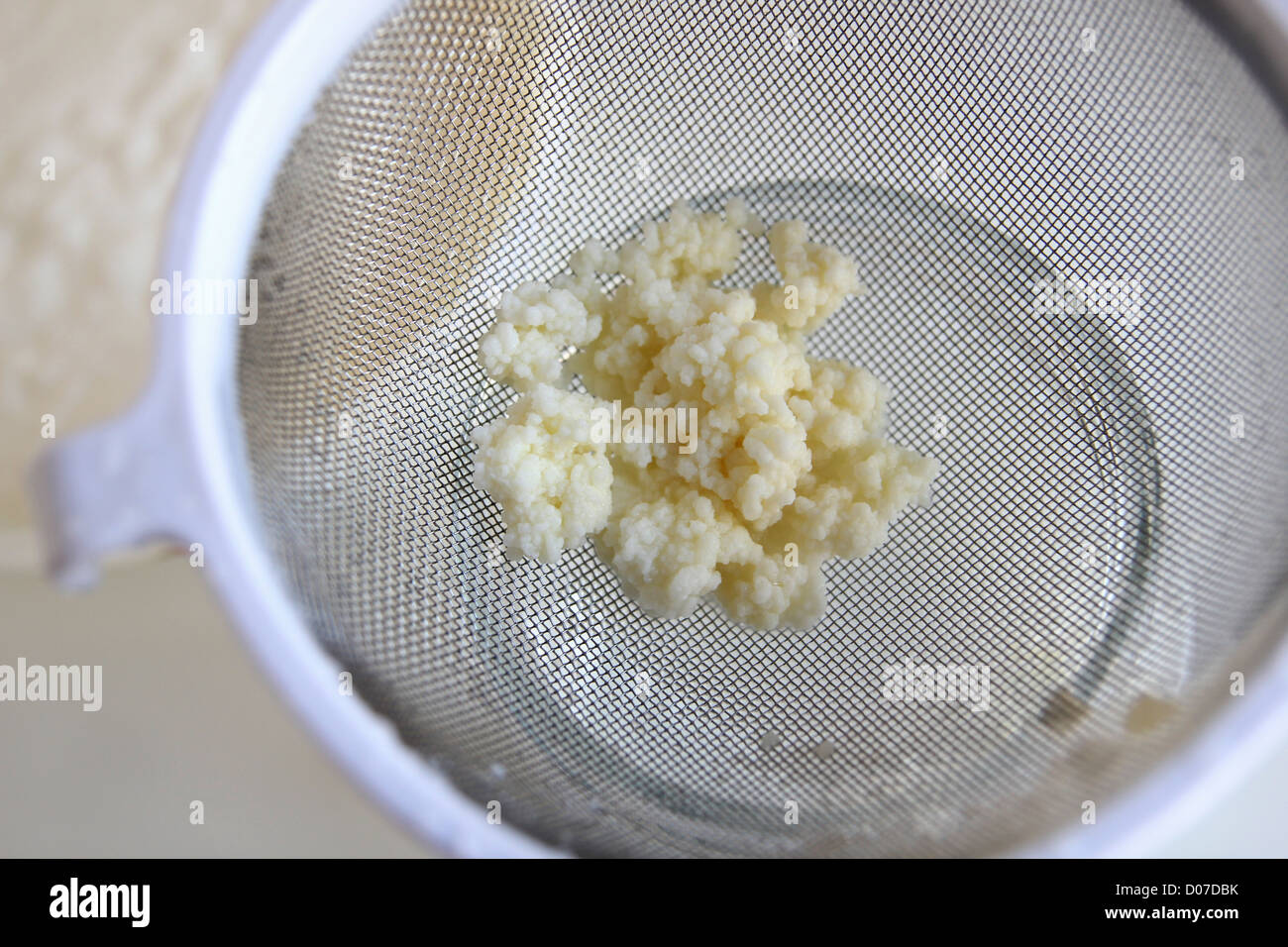 Kefir yoghurt plant grains in kitchen sieve, ready for use Stock Photo