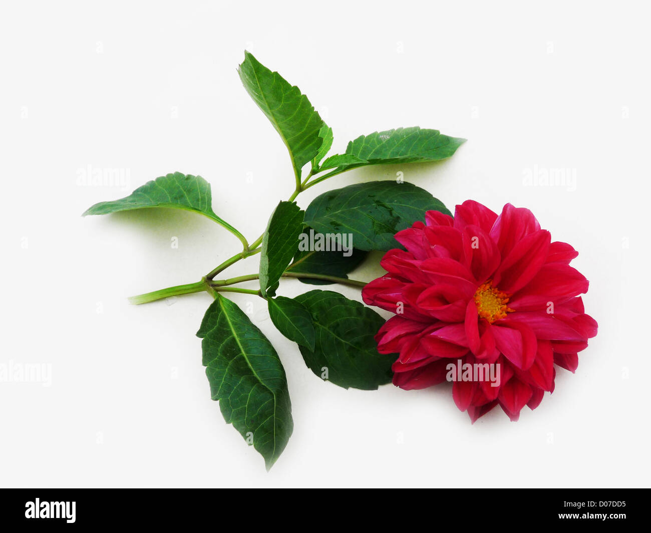 flower; dahlia; one magenta; red; green; leaves; autumn; plants; flora; composition; gift; greeting; isolated; light background; Stock Photo