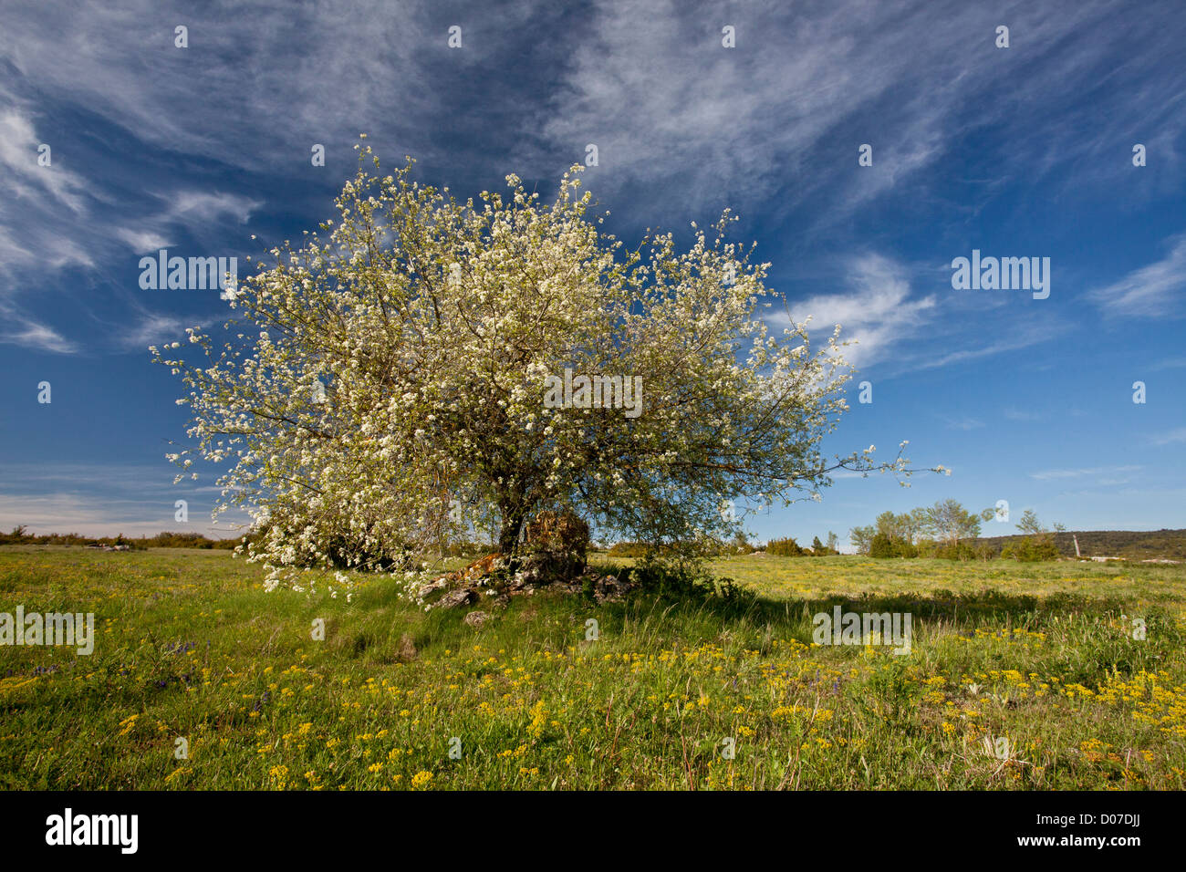 St Lucie cherry tree, Prunus mahaleb, in flower. Cevennes, France Stock ...