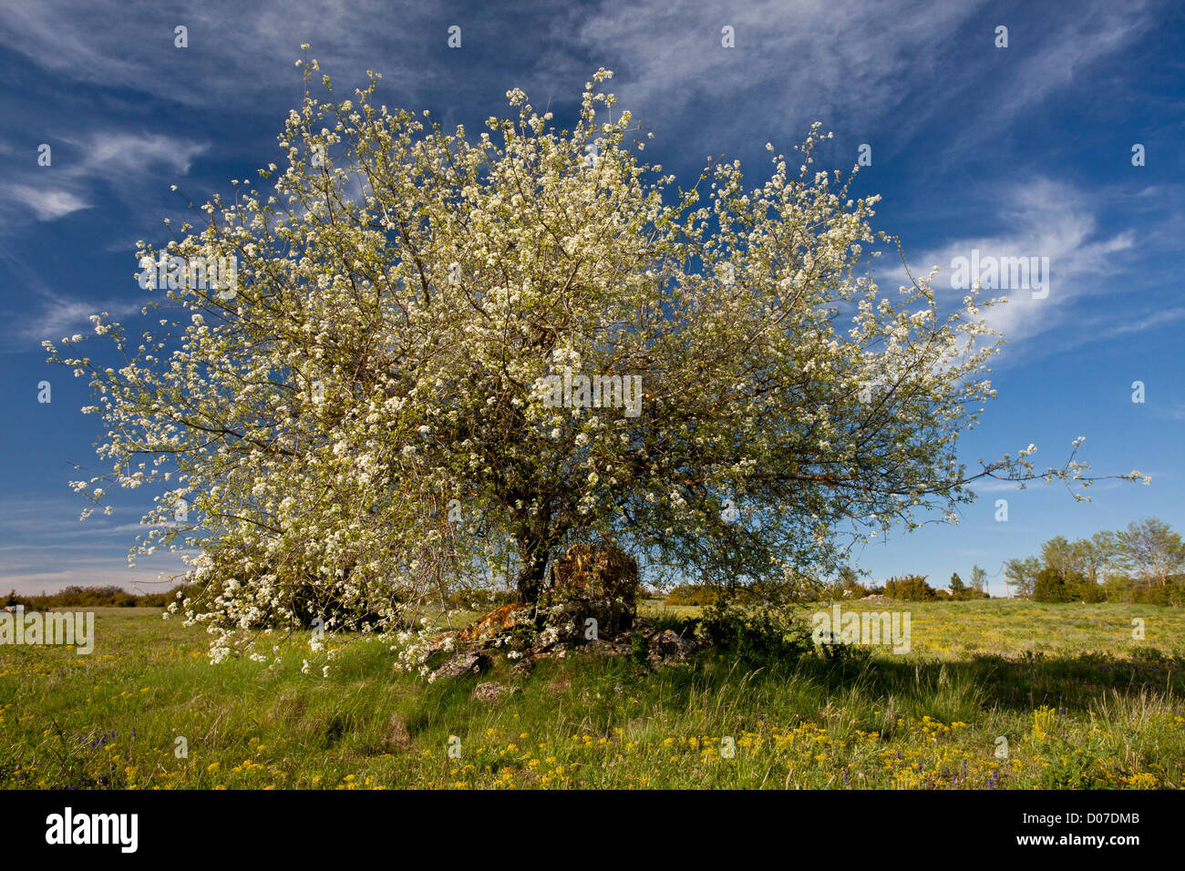 St Lucie cherry tree, Prunus mahaleb, in flower. Cevennes, France Stock Photo