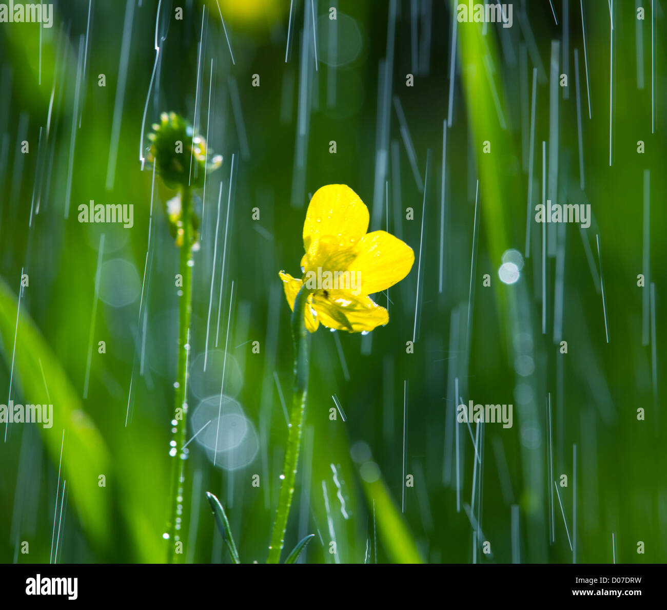 rain in garden Stock Photo
