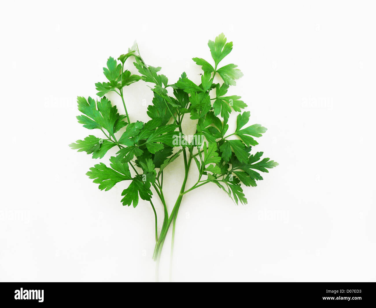 parsley; herbs; seasoning; spice; food; diet; good; tasty; vitamin