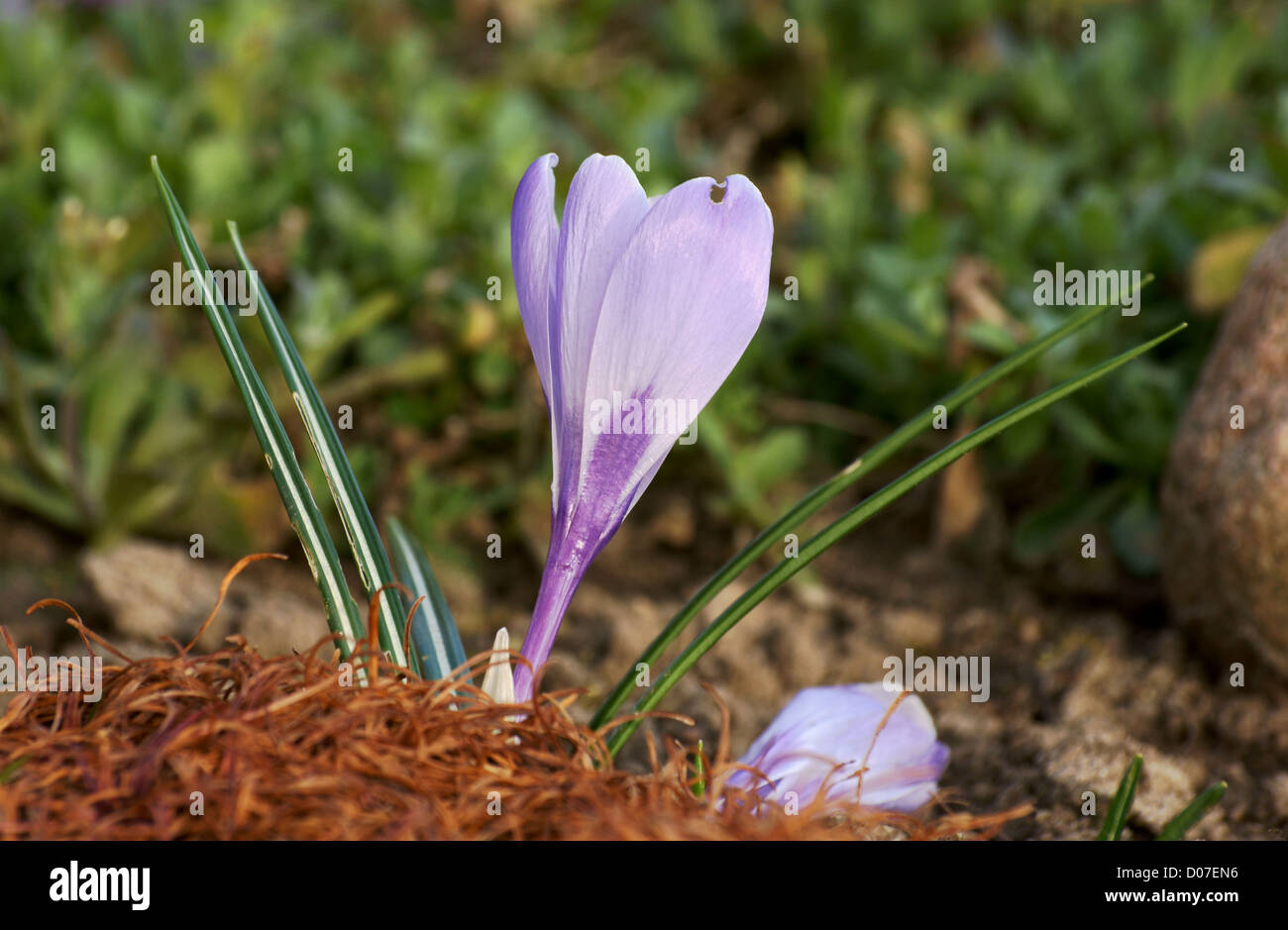 crocus at spring in Poland Stock Photo - Alamy
