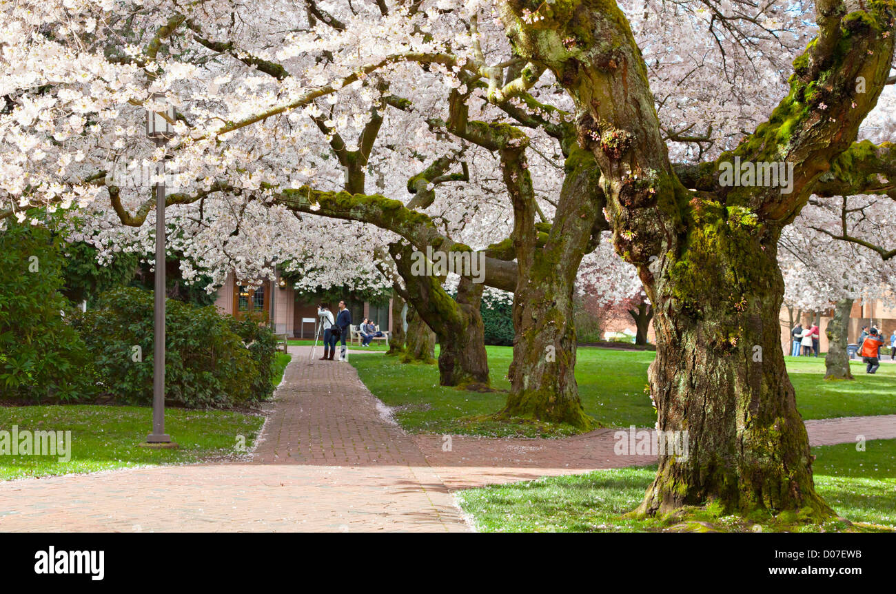 North America, USA, Washington, Seattle. Cherry trees on the University