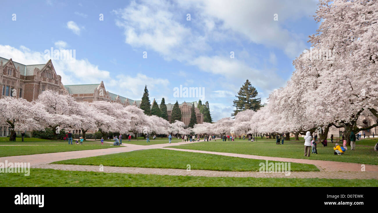 North America, USA, Washington, Seattle. Cherry trees on the University