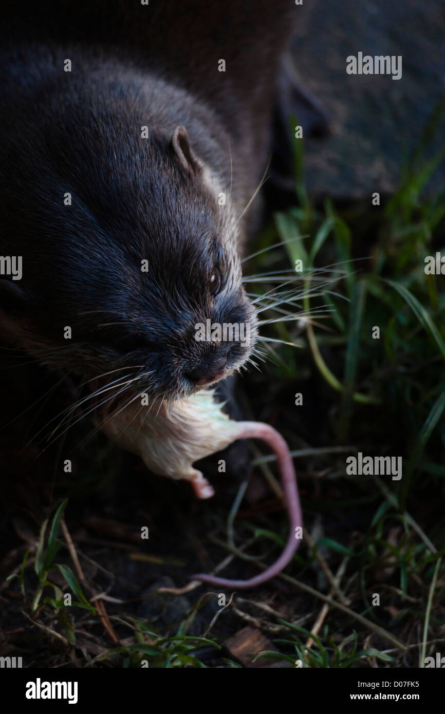 Girl Eats Live Mice