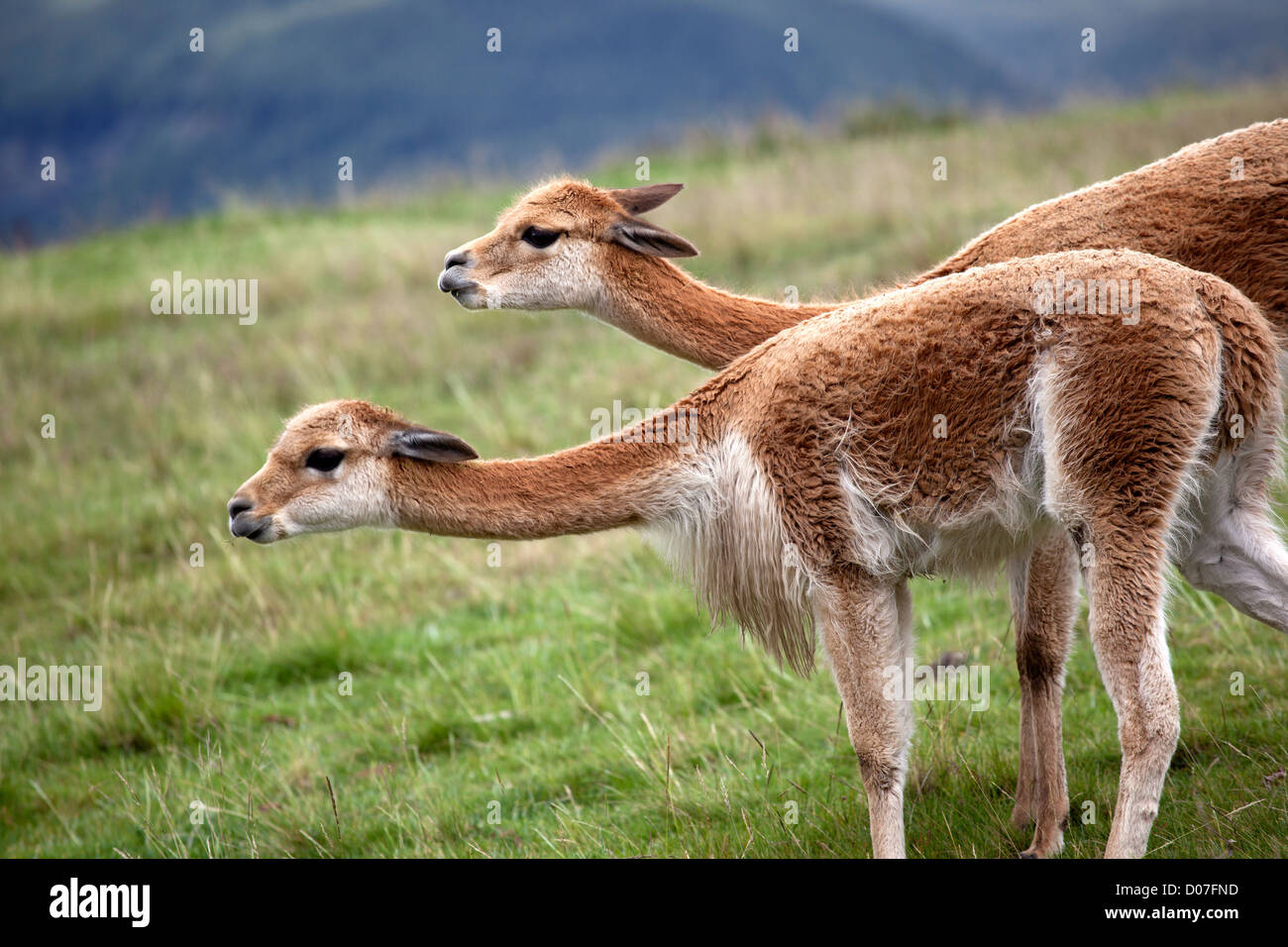 Two vicuña, a type of camelid, grazing outside the Andean city of Cajamarca, Peru at Granja Porcon, a farming cooperative. Stock Photo