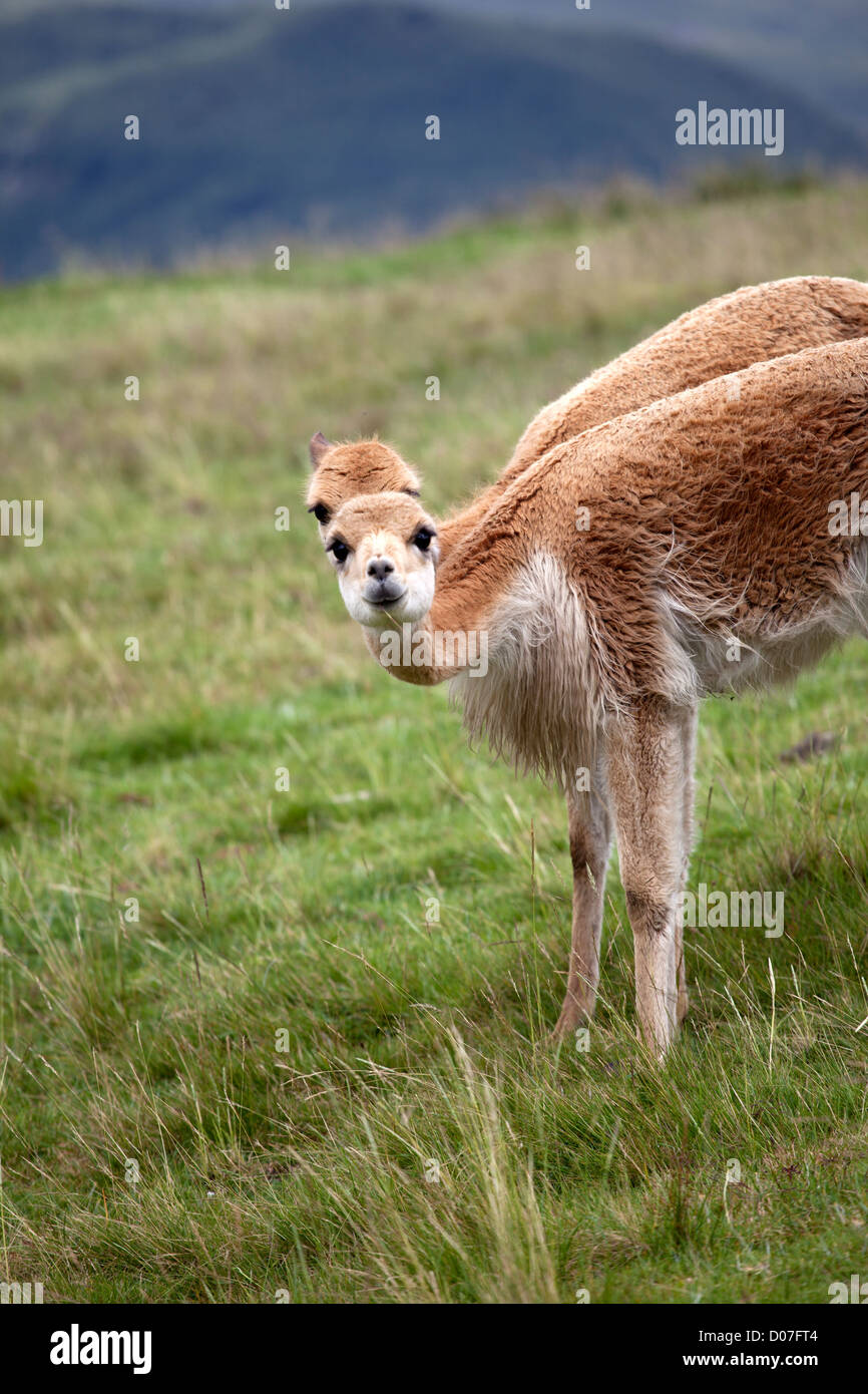 Two vicuña, a type of camelid, grazing outside the Andean city of Cajamarca, Peru at Granja Porcon, a farming cooperative. Stock Photo