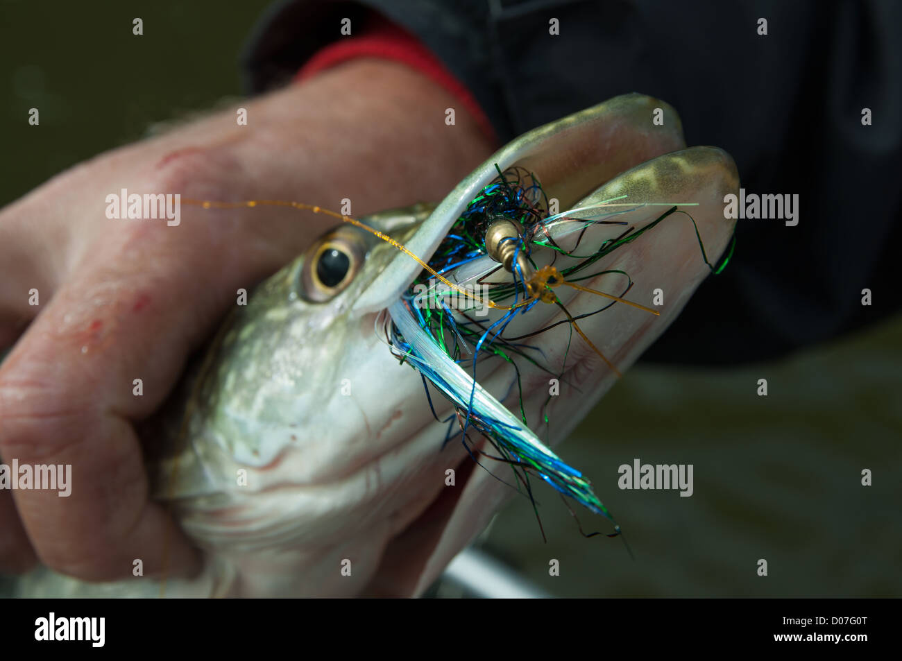 Northern Pike caught on a fly, Athabasca River, Alberta, Canada Stock