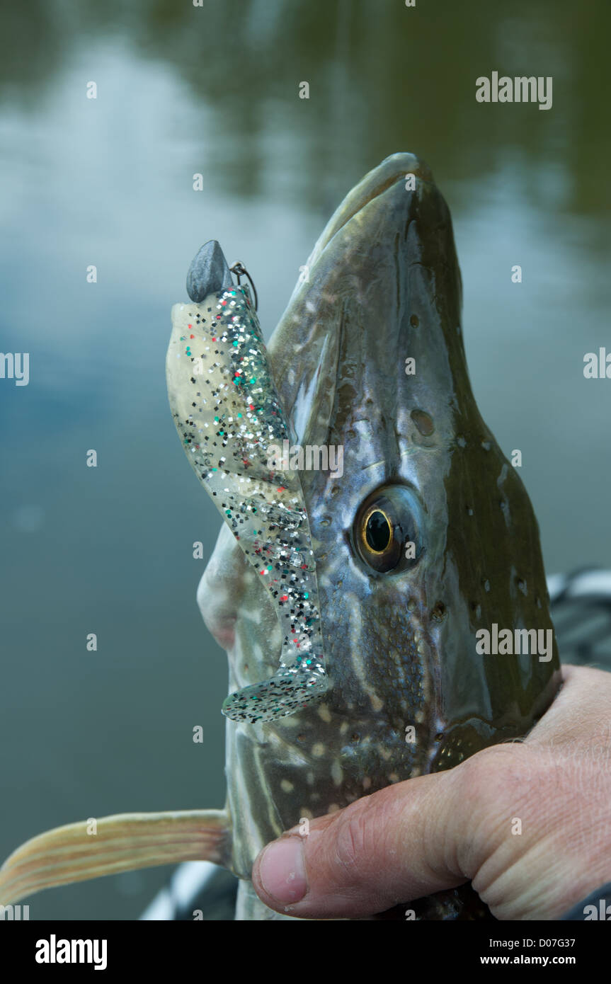 Pike fishing, Athabasca River, northern Alberta, Canada Stock Photo Alamy
