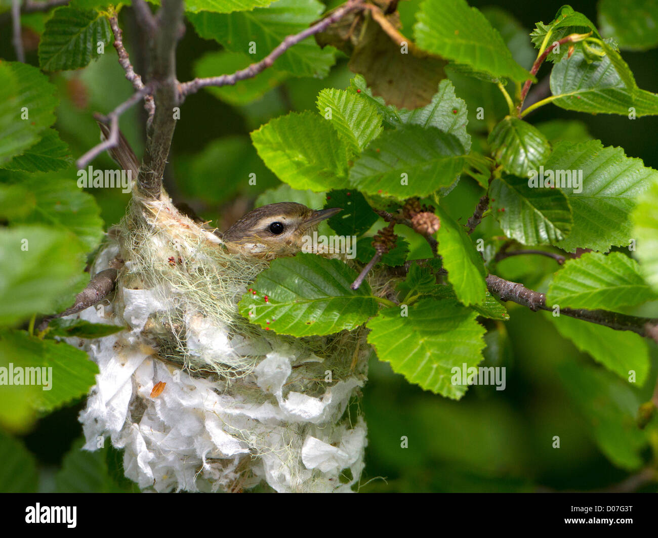 USA, Washington State. A Warbling Vireo (Vireo gilvus) on a nest made with toilet paper in an alder branch fork Stock Photo