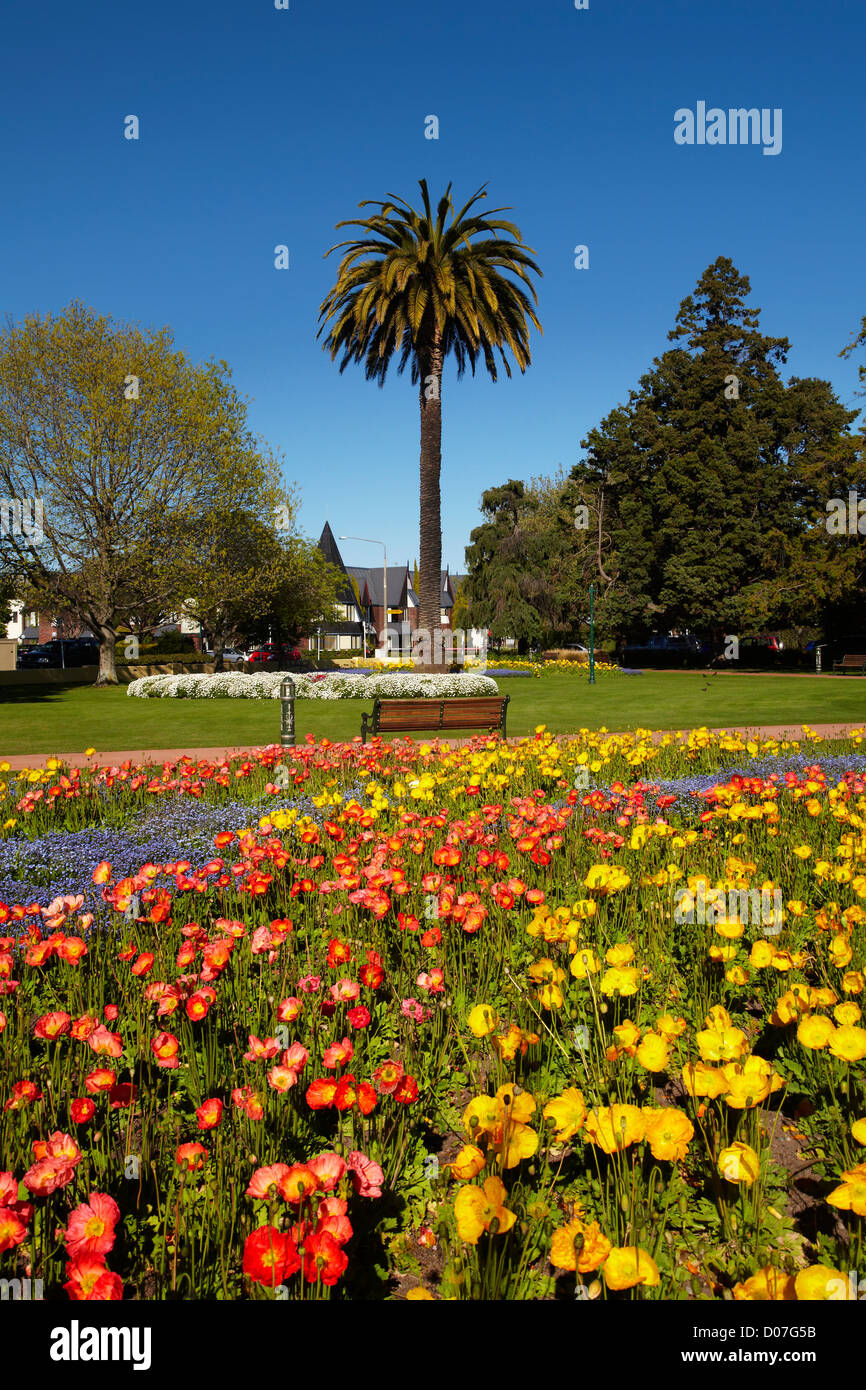 Flower Gardens and palm tree, Seymour Square, Blenheim, Marlborough