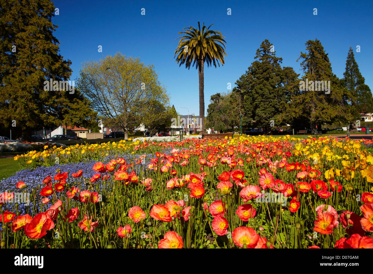 Flower Gardens and palm tree, Seymour Square, Blenheim, Marlborough, South Island, New Zealand Stock Photo