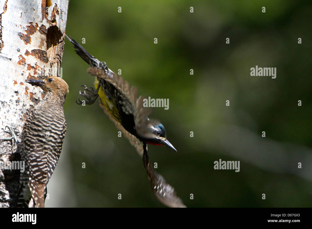 USA, Washington State. A male Williamson's Sapsucker (Sphyrapicus thyroideus) leaves its nest hole while the female waits Stock Photo